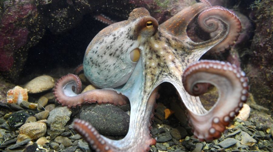 Dive Into the World of Octopuses, Squids and More