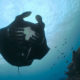 Marine Megafauna Foundation Reveals the Secrets of Black Mantas