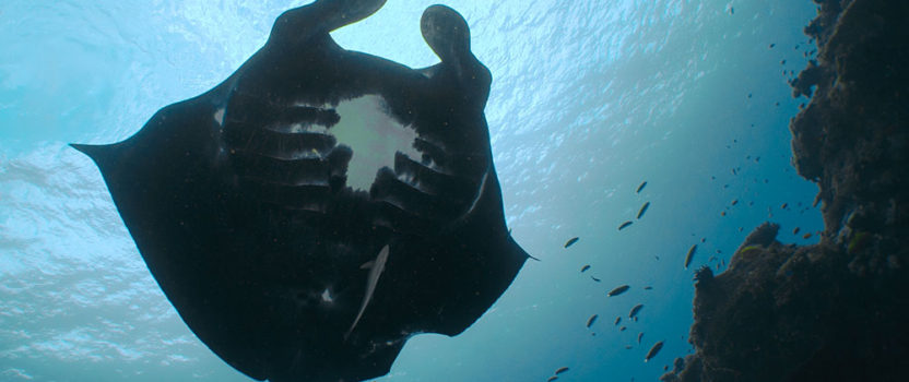 Marine Megafauna Foundation Reveals the Secrets of Black Mantas