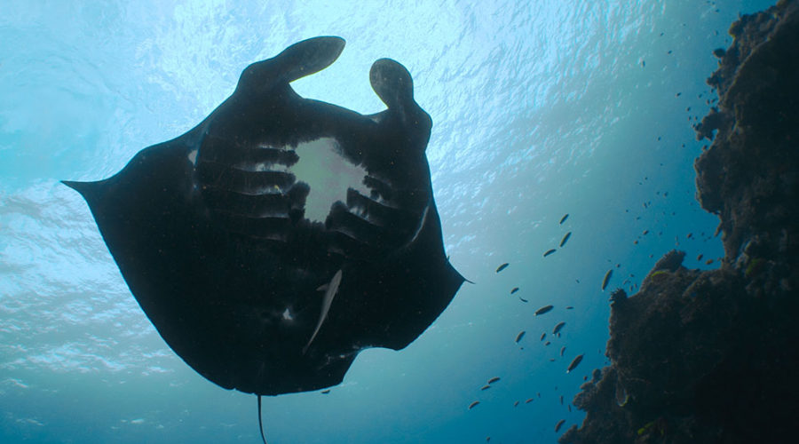 Marine Megafauna Foundation Reveals the Secrets of Black Mantas