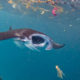 Microplastics On The Menu Of Manta Rays And Whale Sharks