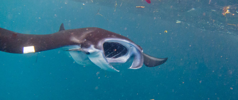 Microplastics On The Menu Of Manta Rays And Whale Sharks