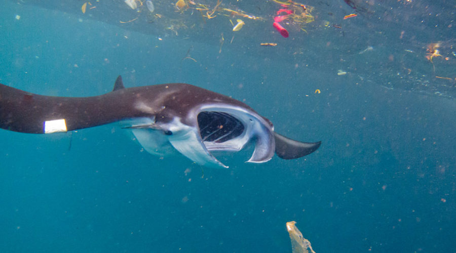 Microplastics On The Menu Of Manta Rays And Whale Sharks