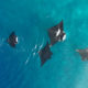 New Research Shows Manta Rays Make Friends and Socialise