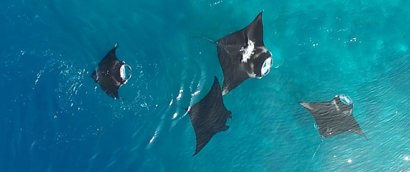 New Research Shows Manta Rays Make Friends and Socialise