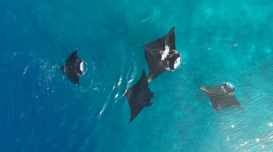 New Research Shows Manta Rays Make Friends and Socialise