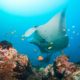 Underwater ‘Listening Stations’ Track Reef Manta Rays In Mozambique