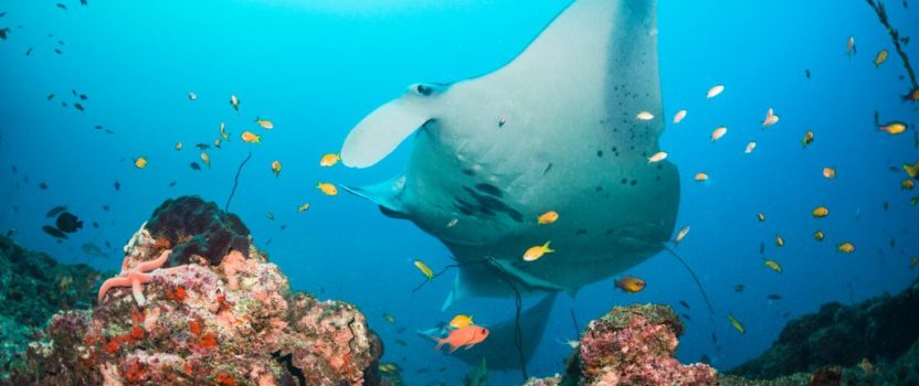 Underwater ‘Listening Stations’ Track Reef Manta Rays In Mozambique