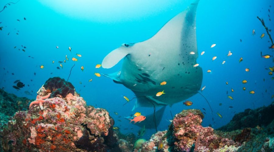 Underwater ‘Listening Stations’ Track Reef Manta Rays In Mozambique