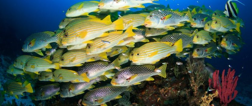 Expanding MPAs by 5% Could Boost Fish Yields by 20%