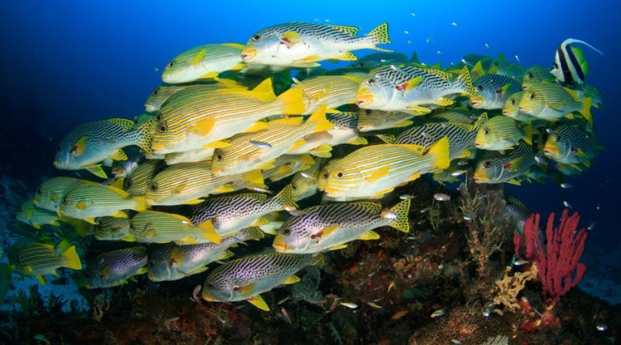 Expanding MPAs by 5% Could Boost Fish Yields by 20%