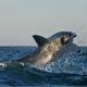 What’s Happened to the Great White Shark Population of False Bay