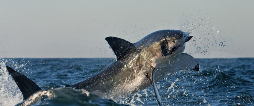 What’s Happened to the Great White Shark Population of False Bay