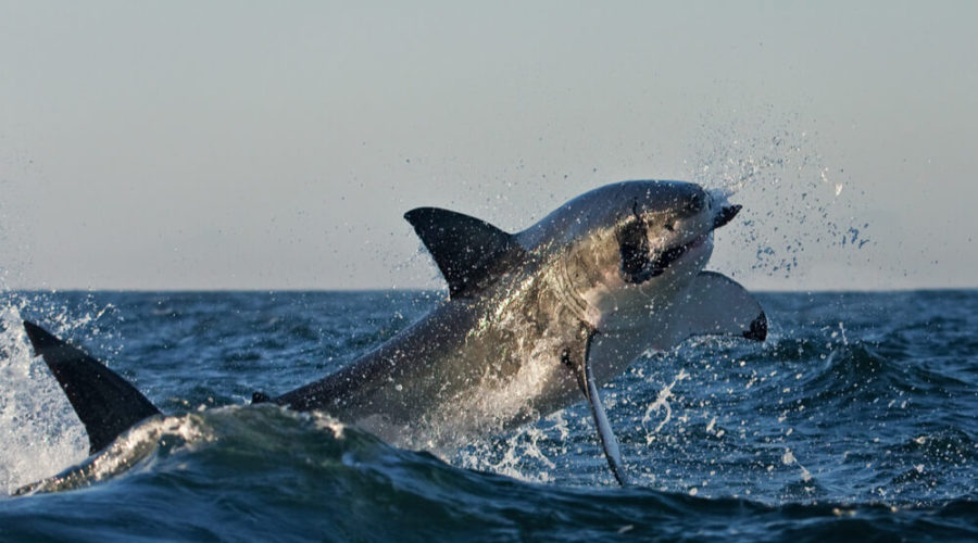 What’s Happened to the Great White Shark Population of False Bay