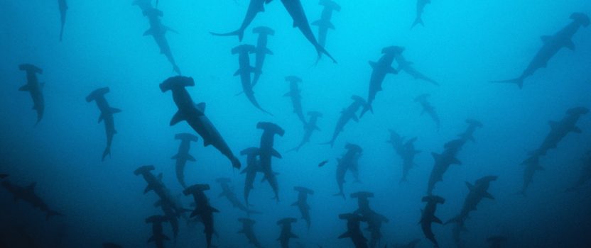 Sharks Almost Went the Way of the Dinosaurs 19 Million Years Ago